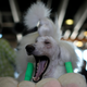 This is a standard Poodle named Lana, yawning before being judged at Westminster on Feb. 16.